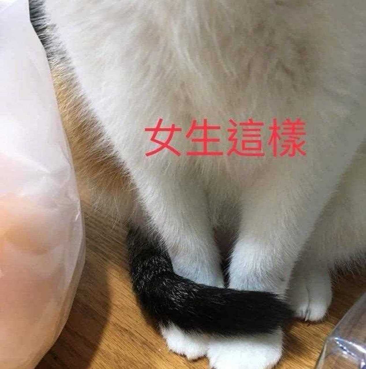 男猫和女猫的区别?[色]