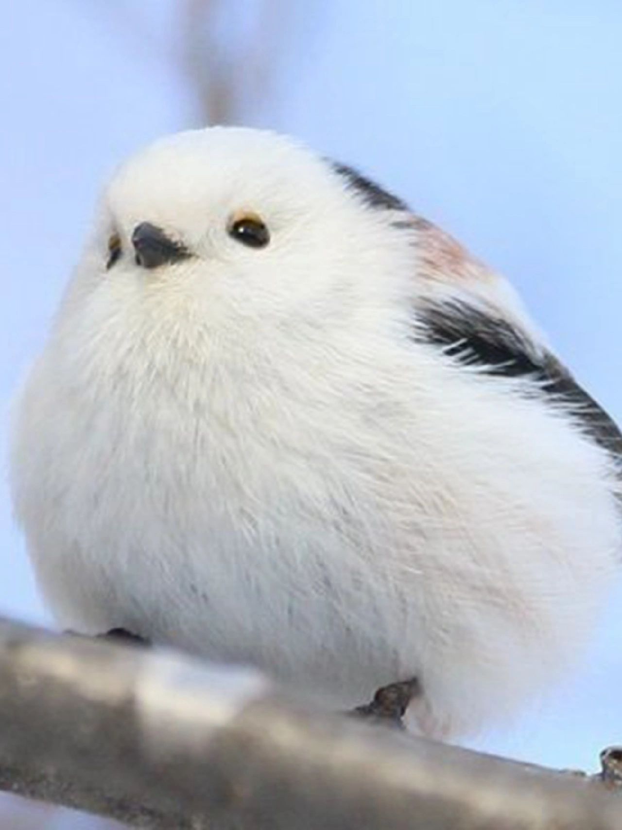 自带耳机的"小肥啾"|北长尾山雀  当我们谈论"小肥啾"时,可能很容易让