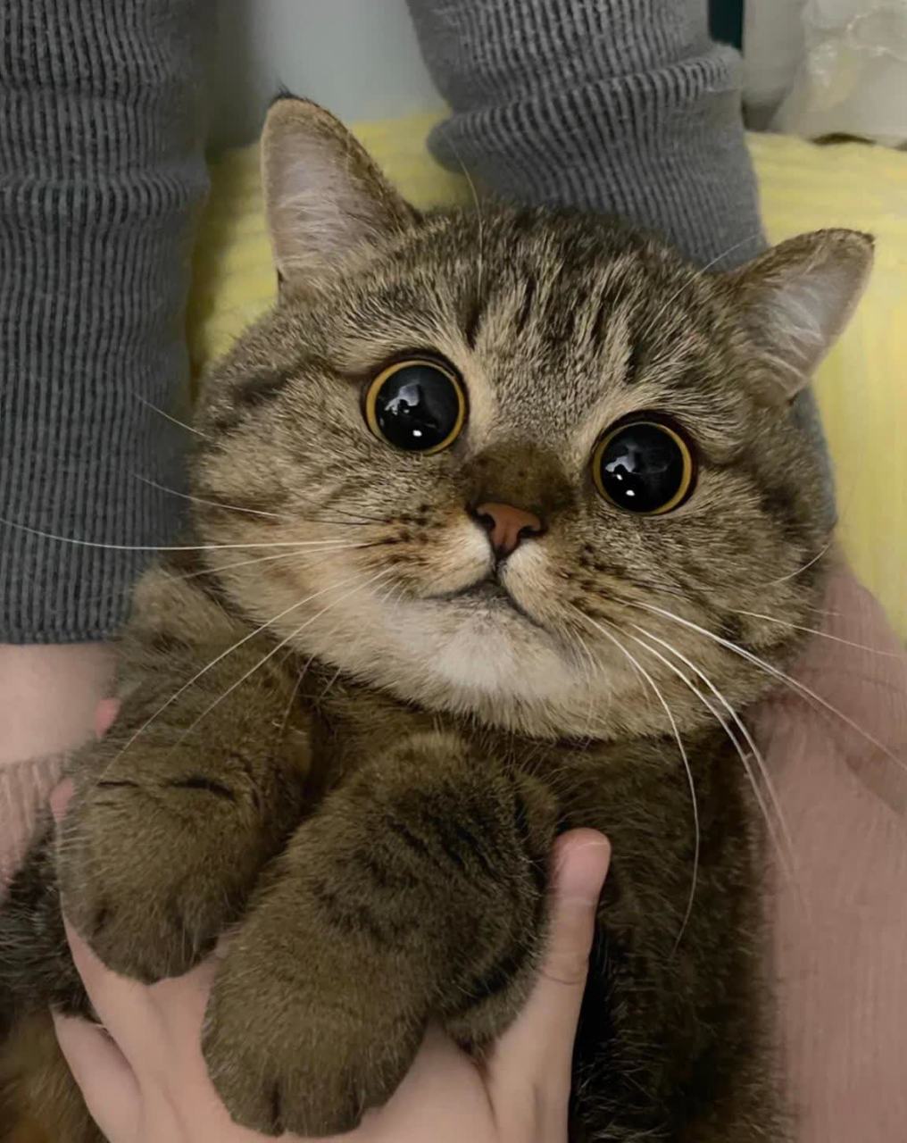 朋友送的一只破猫,给它起个名字吧[大哈]