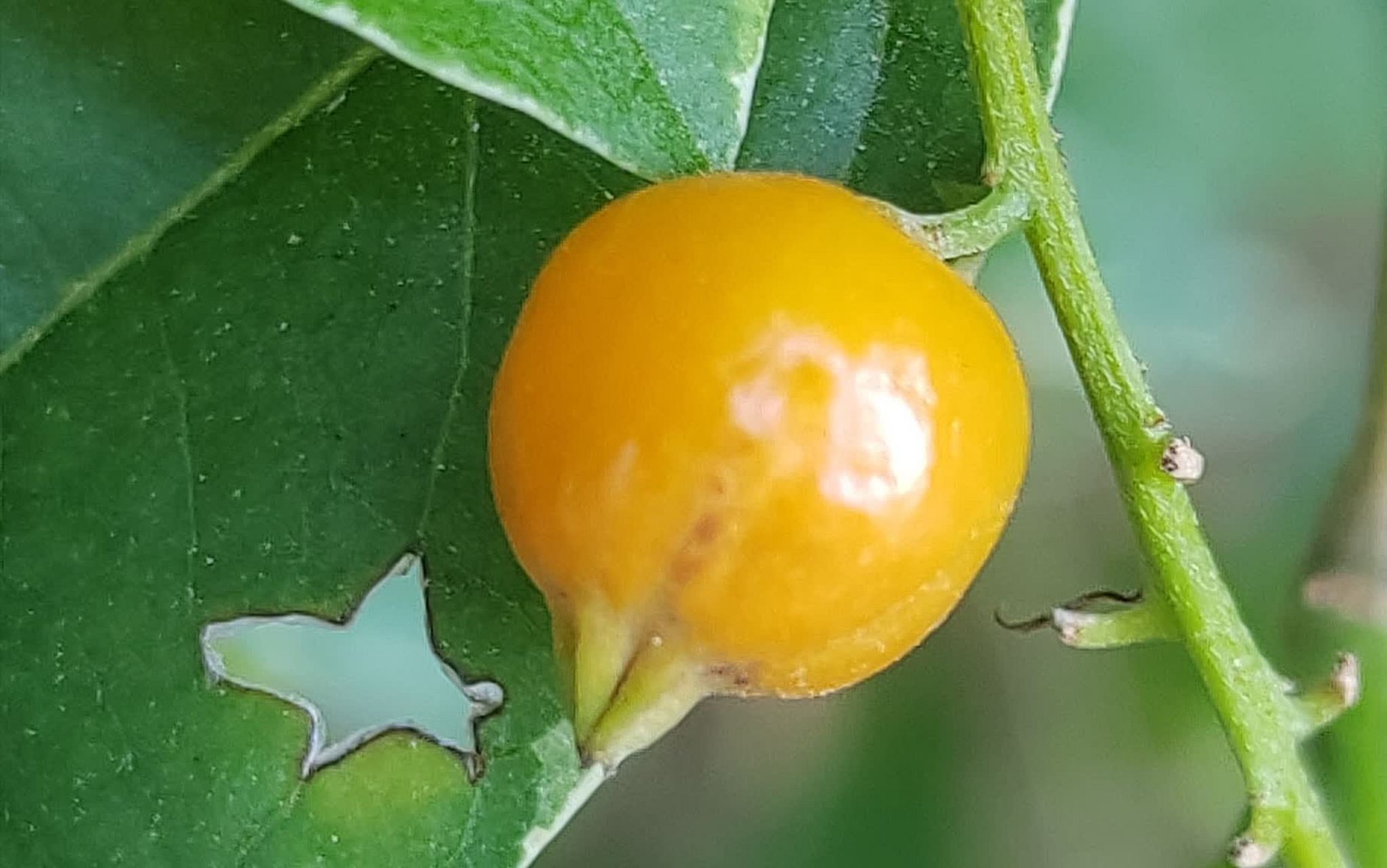 我发现了一棵又大又高的野生假连翘树,枝叶繁茂,结满了金黄的小果子