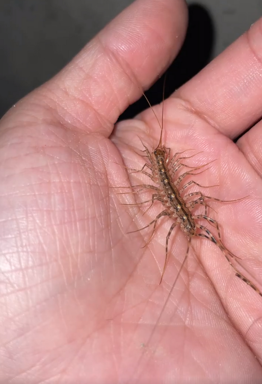 给你们看个大宝贝蚰蜒,这玩意吃蟑螂是益虫嗷