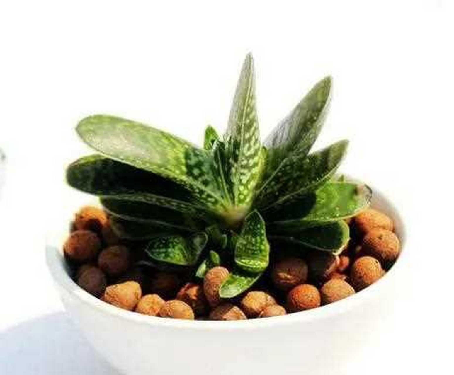 子宝多肉又叫元宝花,形状很像元宝,所以有招财进宝的美好寓意.