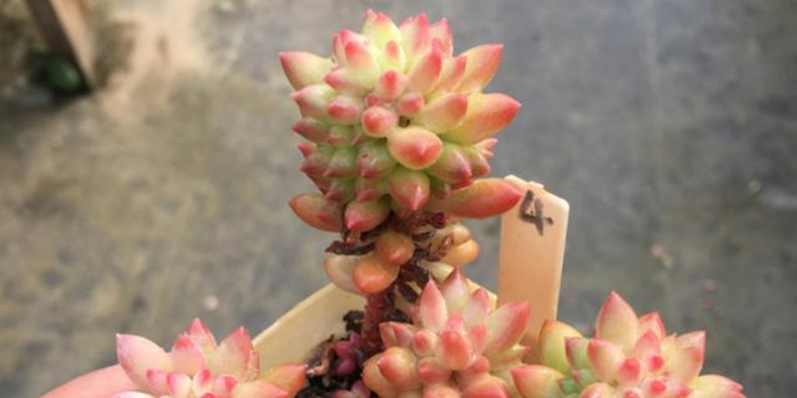 龙骨玉缀具体资料不详,大概是玉缀或新玉缀的杂交后代,为小型多肉品种