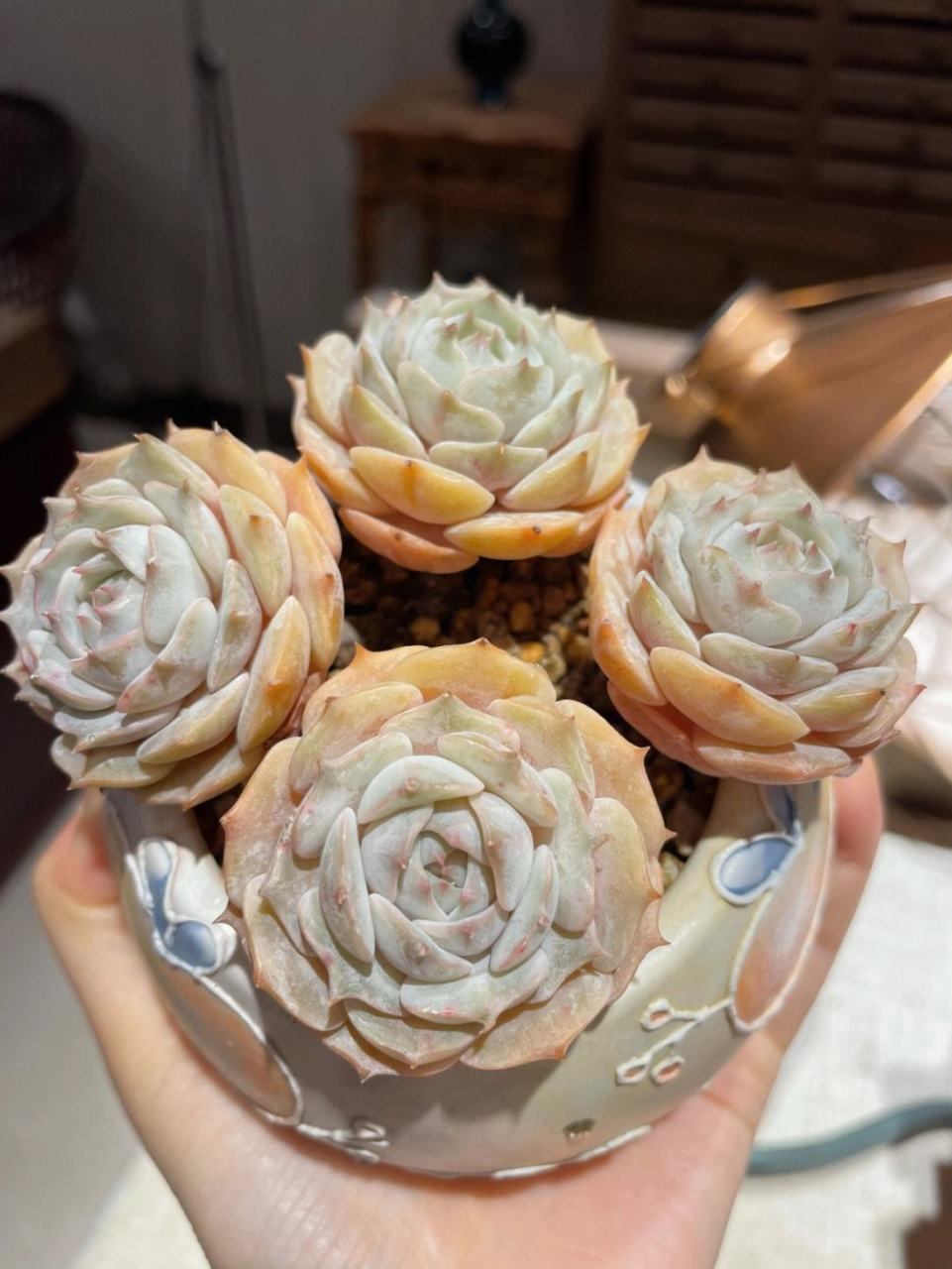 多肉初认识——露娜莲 露娜莲是景天科 拟石莲花属 由丽娜莲和静夜