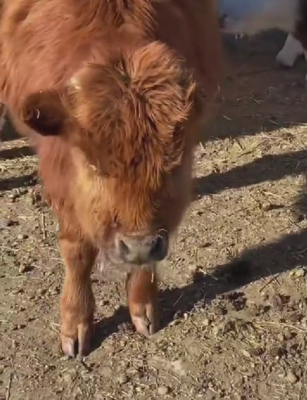 我一直以为耳朵都被冻掉了是夸张,没想到是真实