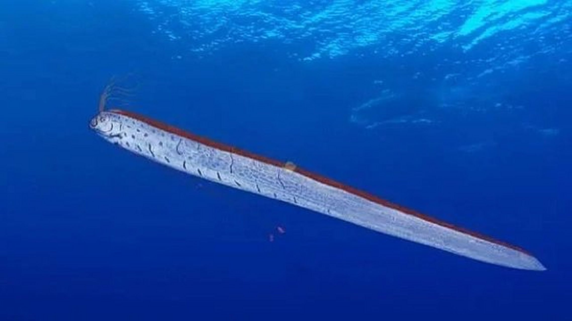 巨型海怪—皇带鱼 世界上最长的硬骨鱼 一般体长300厘米 最大体重2