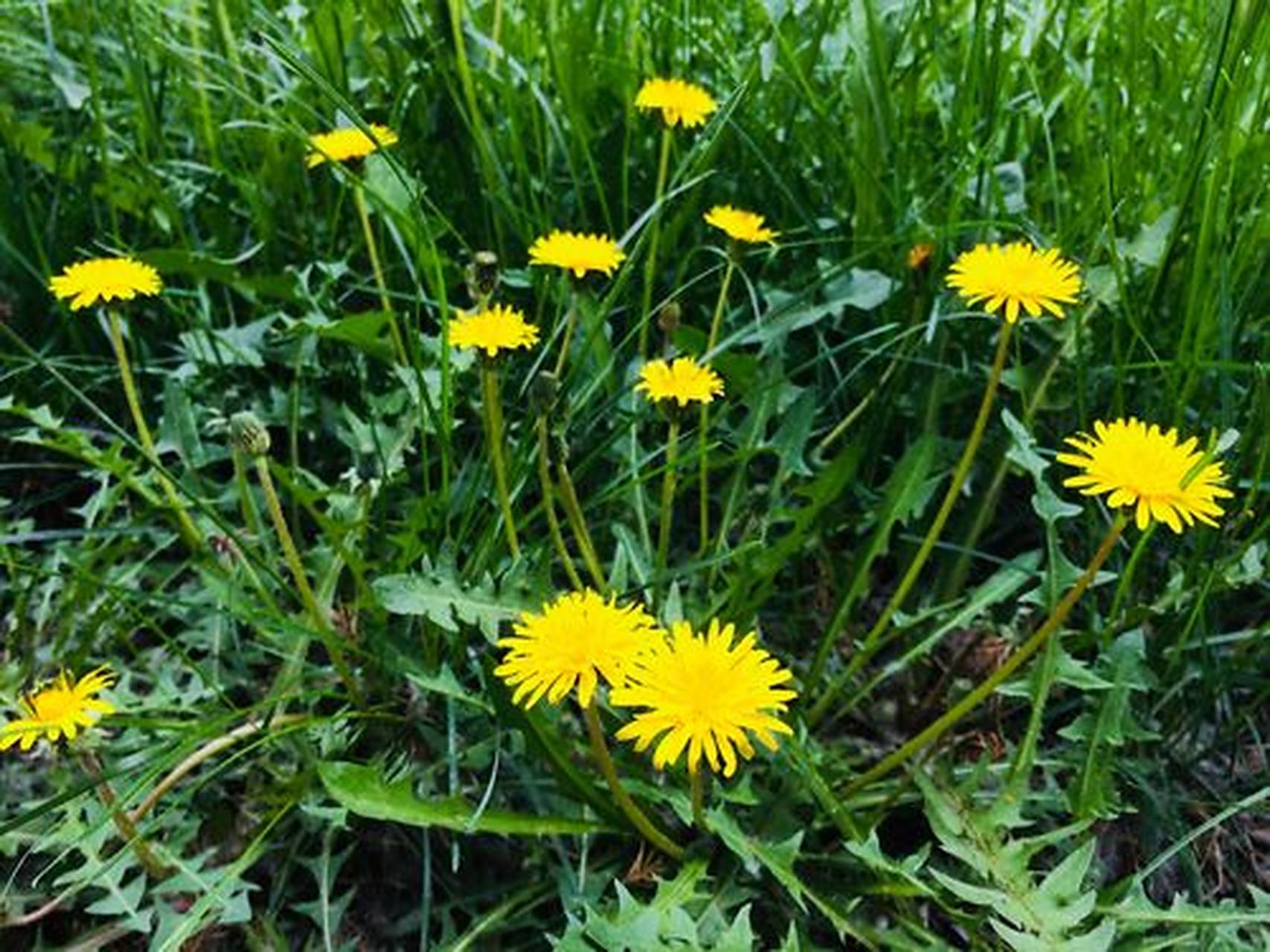 路边的这个草,在中药里是一味宝,它就是蒲公英,又被称为黄花地丁