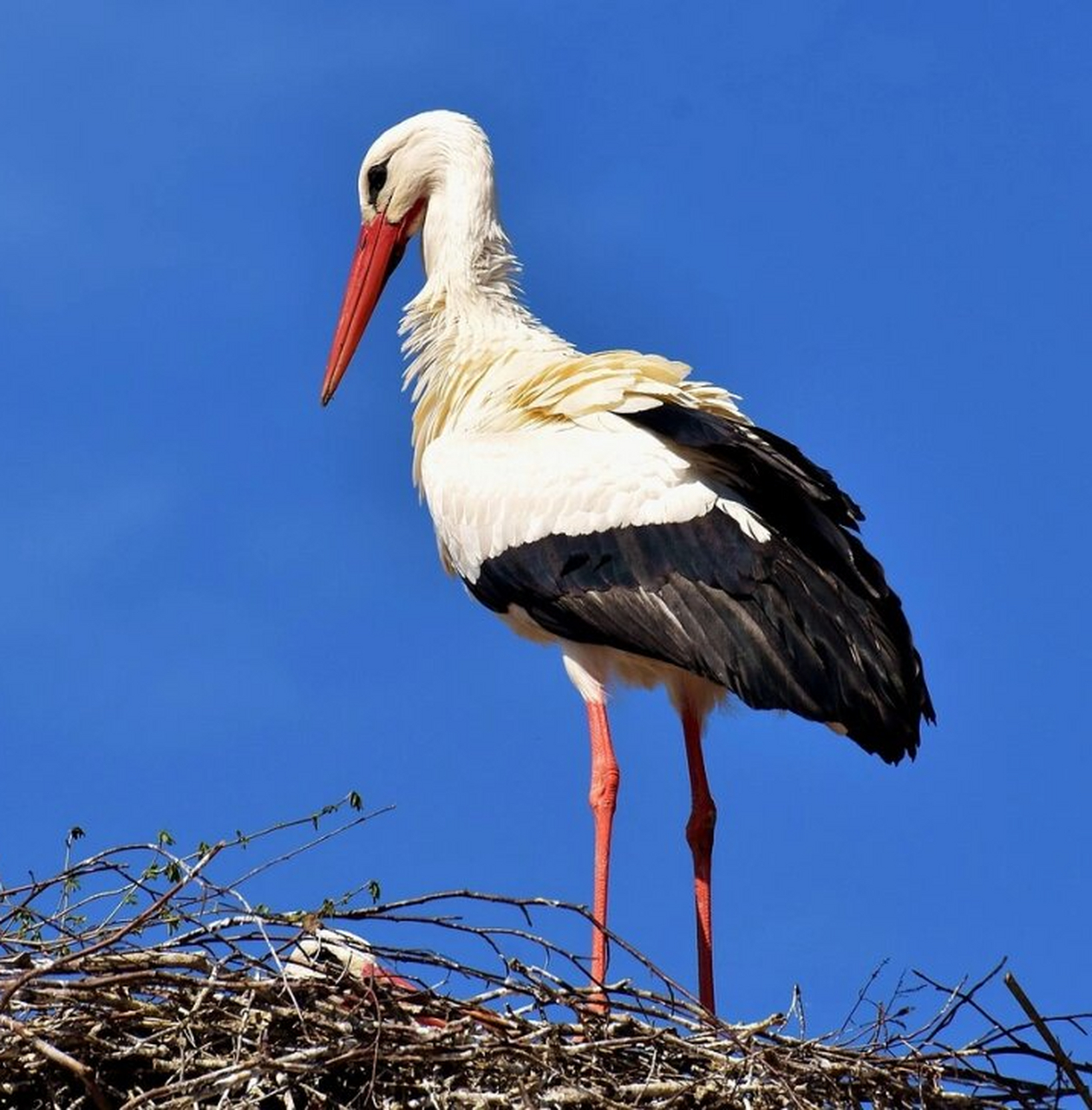 白鹭绘画素材  鹭是一类鸟类的总称,它们有着大而宽阔的翅膀,短而坚实