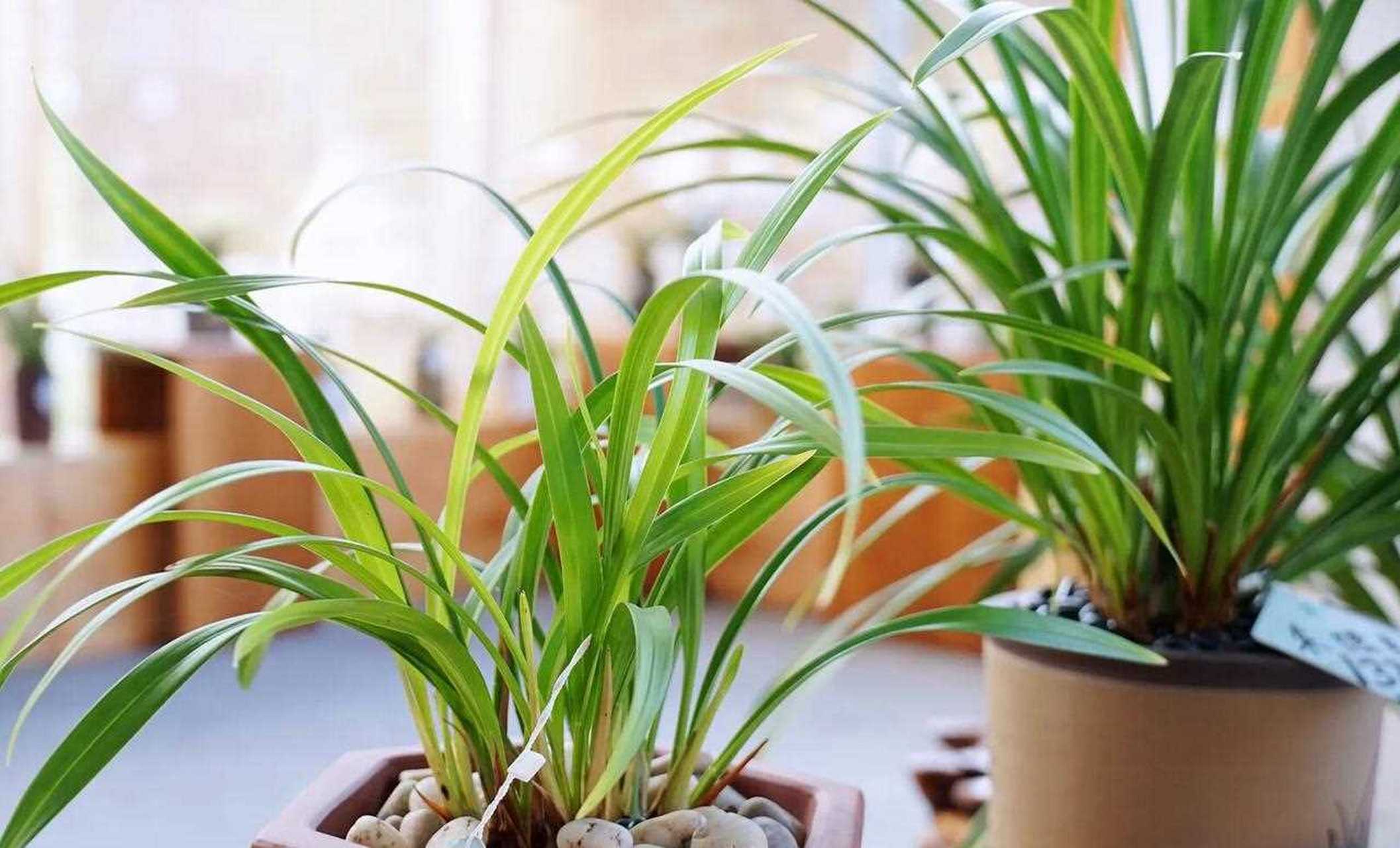 翁源县,中国兰花之乡,中国兰花第一县,兰花种植面积2.