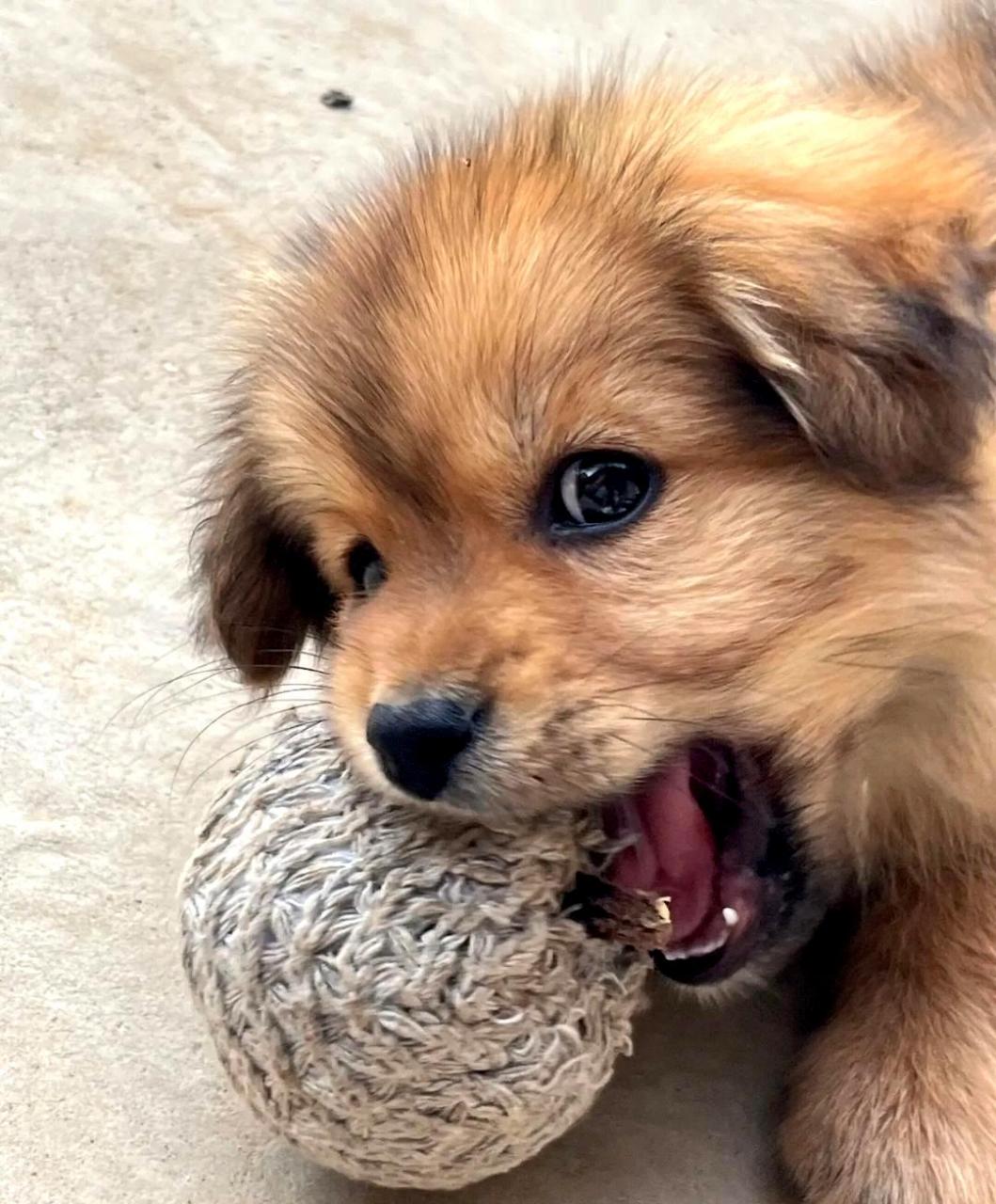 这只小土狗真是太可爱了,让人看了都感到甜蜜!