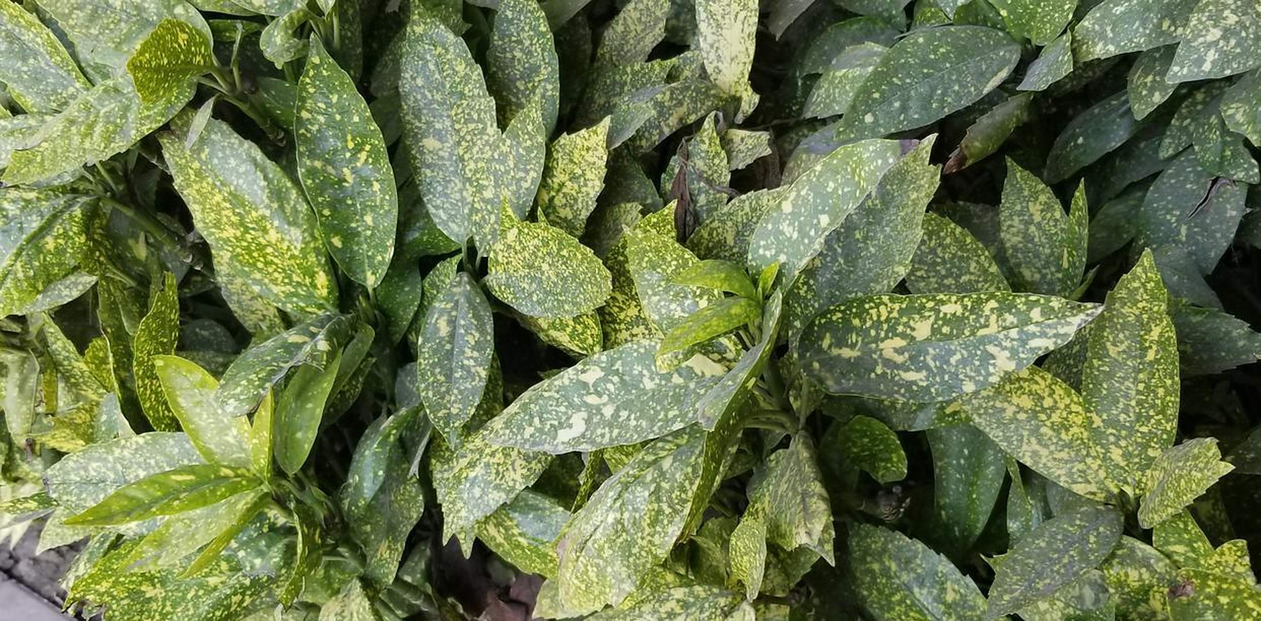 花叶青木也叫洒金叶珊瑚,金沙树,是山茱萸科桃叶珊瑚属青木的一个变种