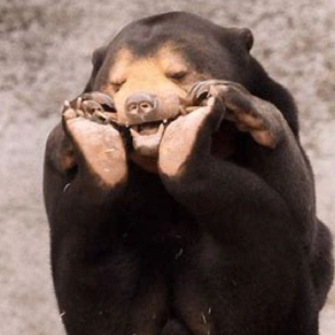 马来熊 是体型最小的熊,也称狗熊,小狗熊,太阳熊等 体态伶俐,矫捷