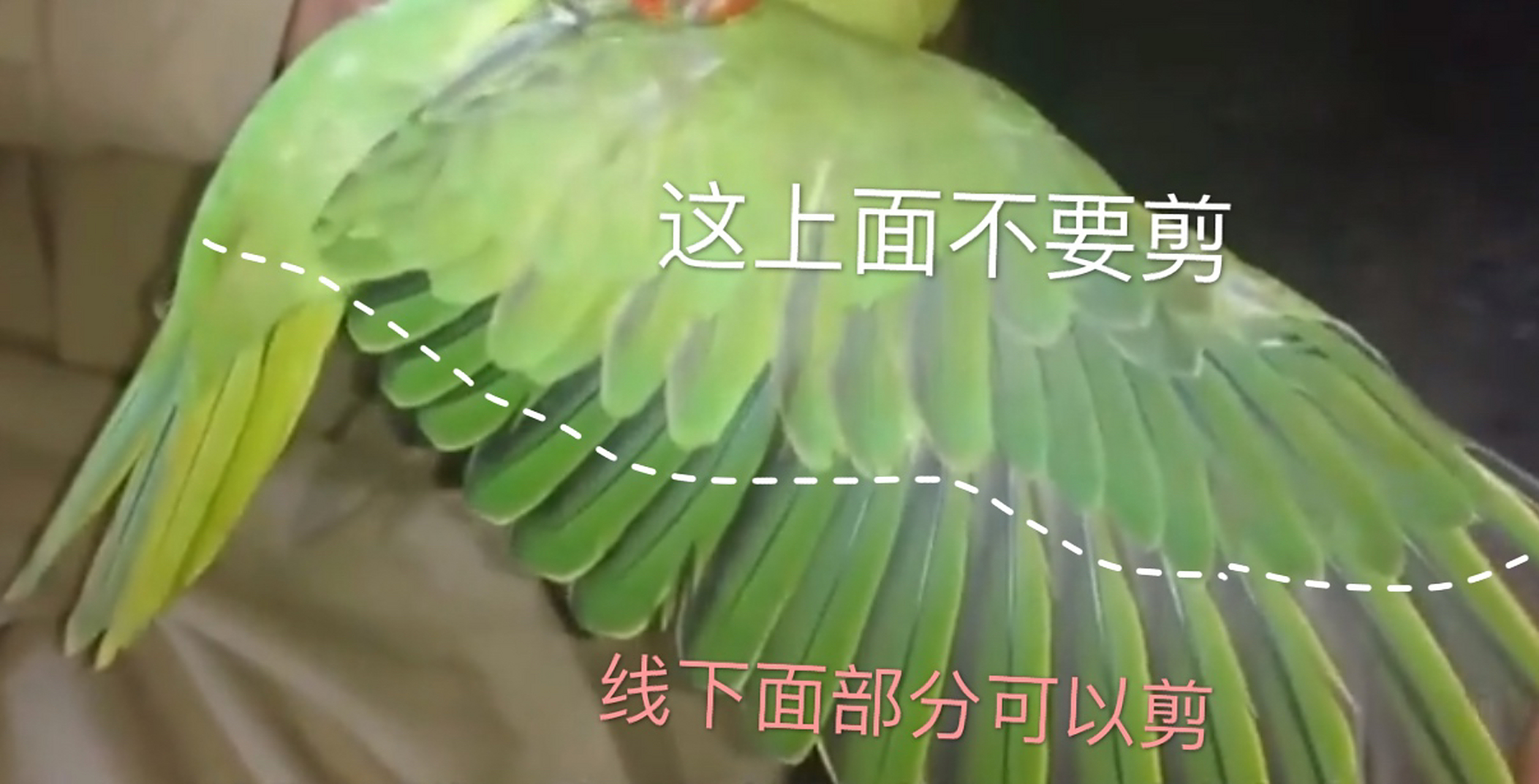 如何给鹦鹉剪飞羽: 和大家说说关于鹦鹉剪羽的问题,对于这个问题,广大