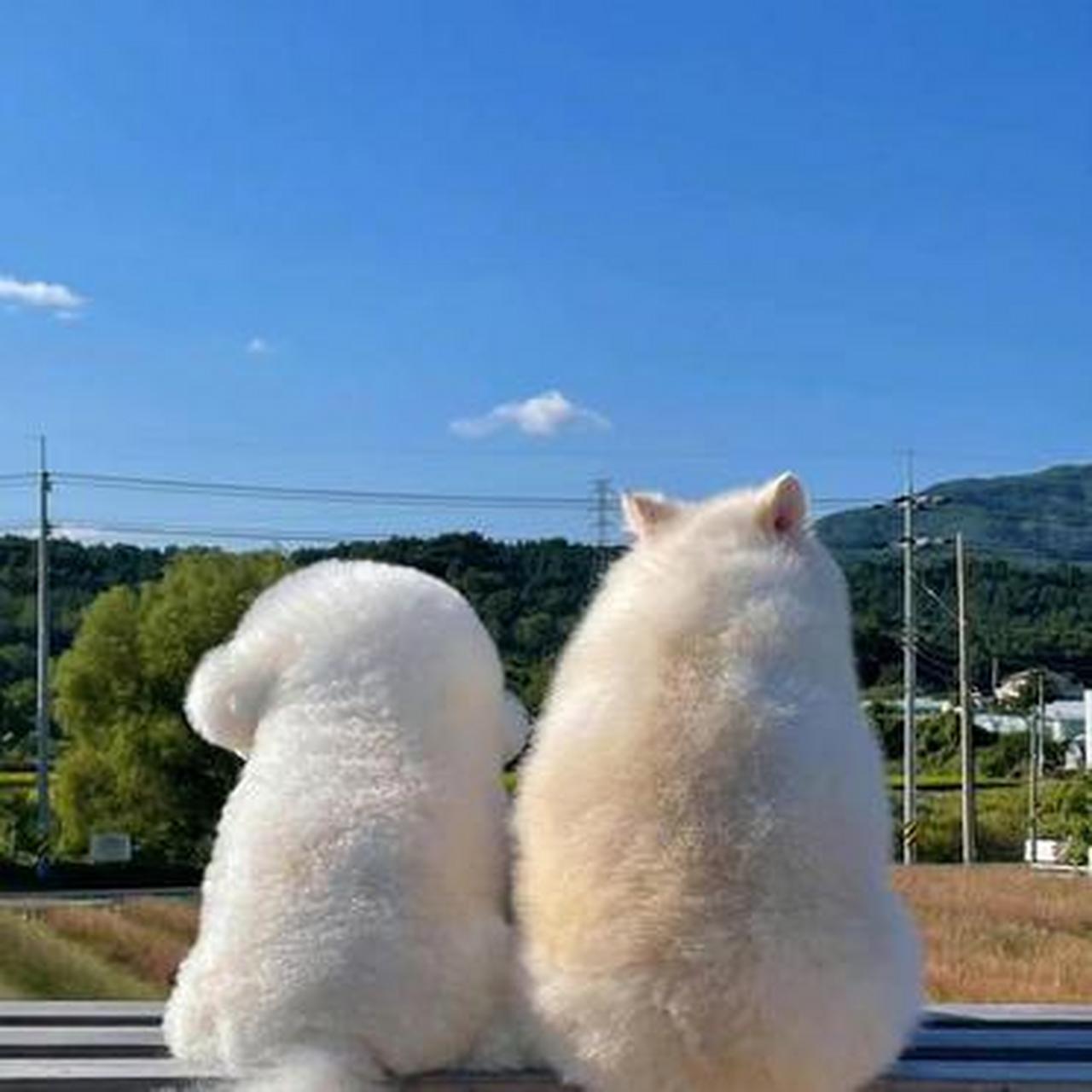 两个狗狗一起看风景,俏可爱的