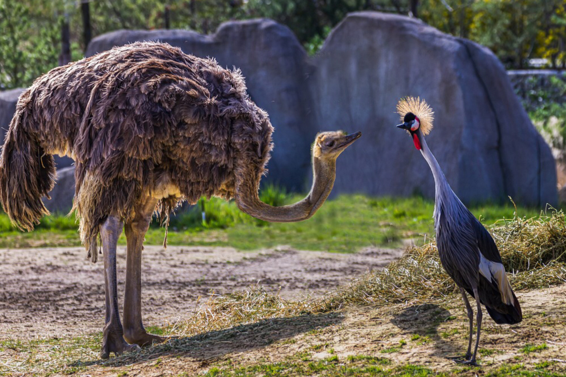 每天陪孩子一起瞧动物 名称:鸵鸟 分类:动物界,脊索动物门,鸟纲,今鸟