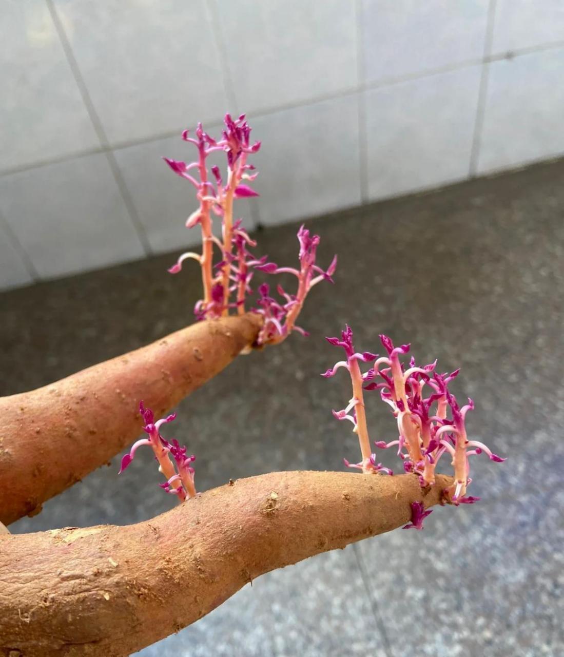 红薯发芽了,怪好看的,就是不能拿来吃了.