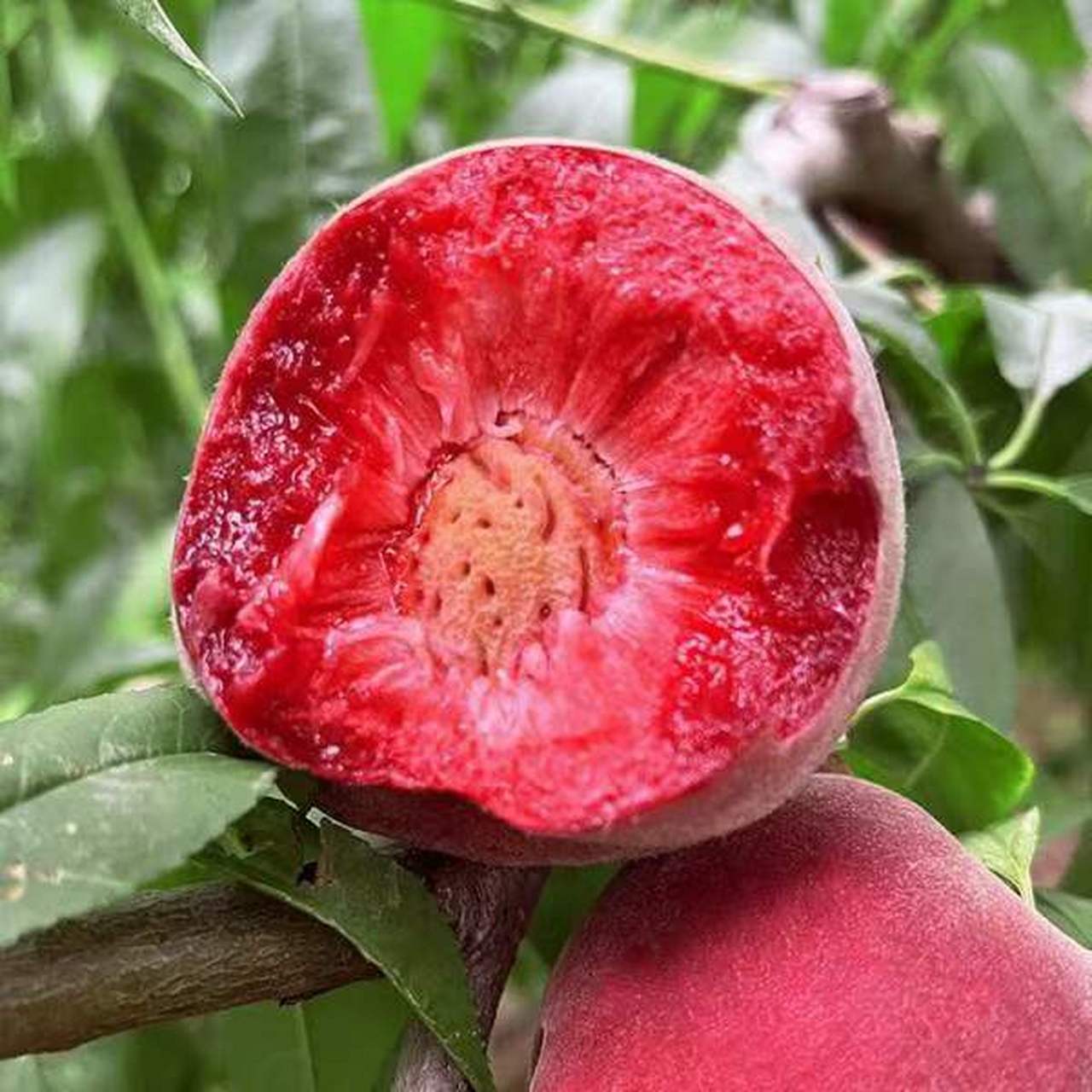 这种水果在广水地区独具特色,因为它所生长的土地质量和气候条件得