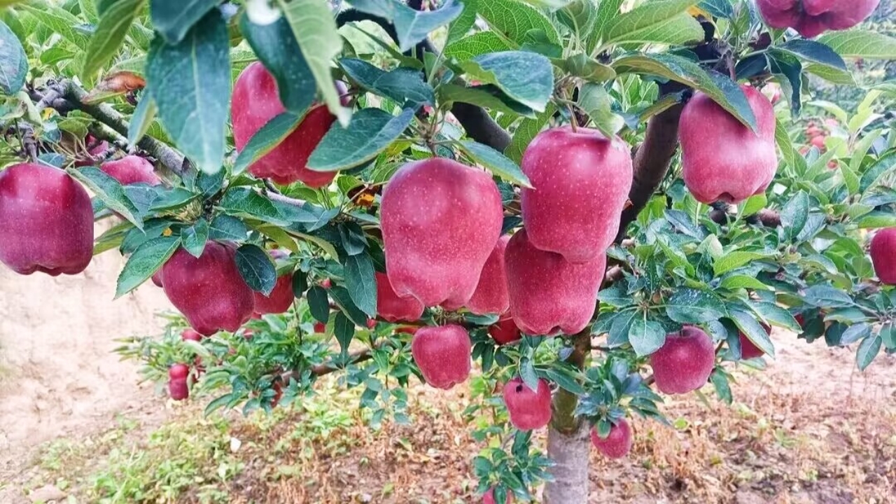 天水花牛苹果