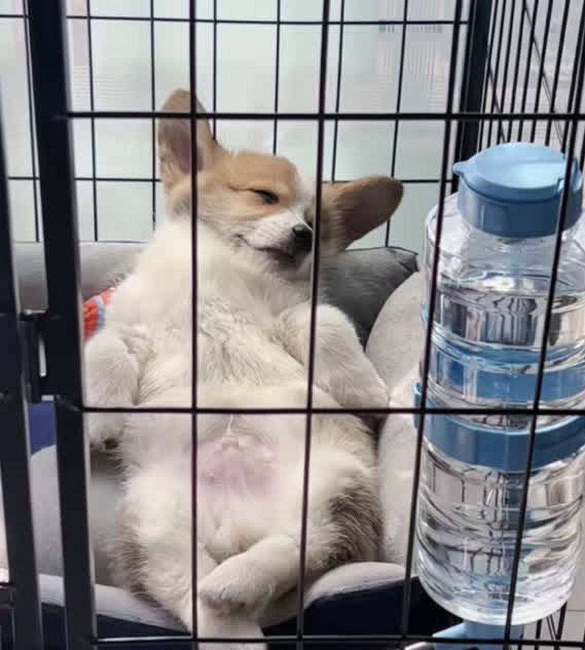 盘腿睡觉,你想可爱死谁!  !  ![二哈]