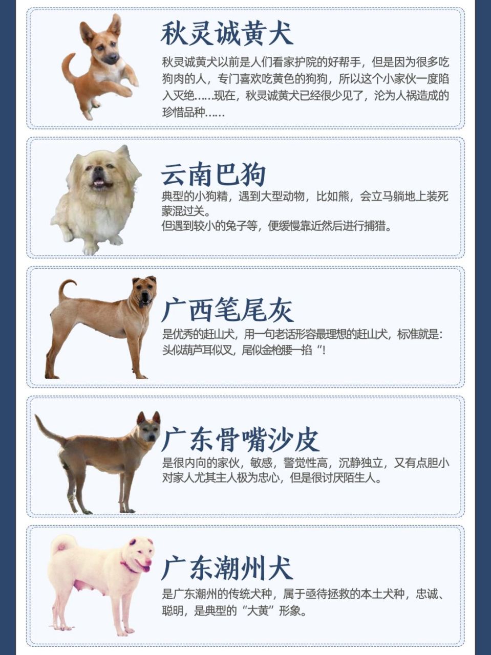 中华田园犬品种名称大全  按名字进行了划分,中华田园犬有自己霸气的