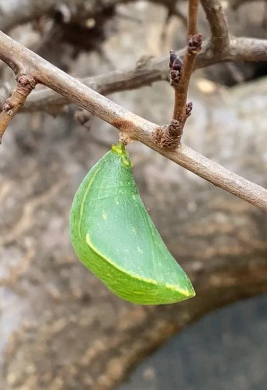 家里树上发现的,这是树叶还是虫子啊?