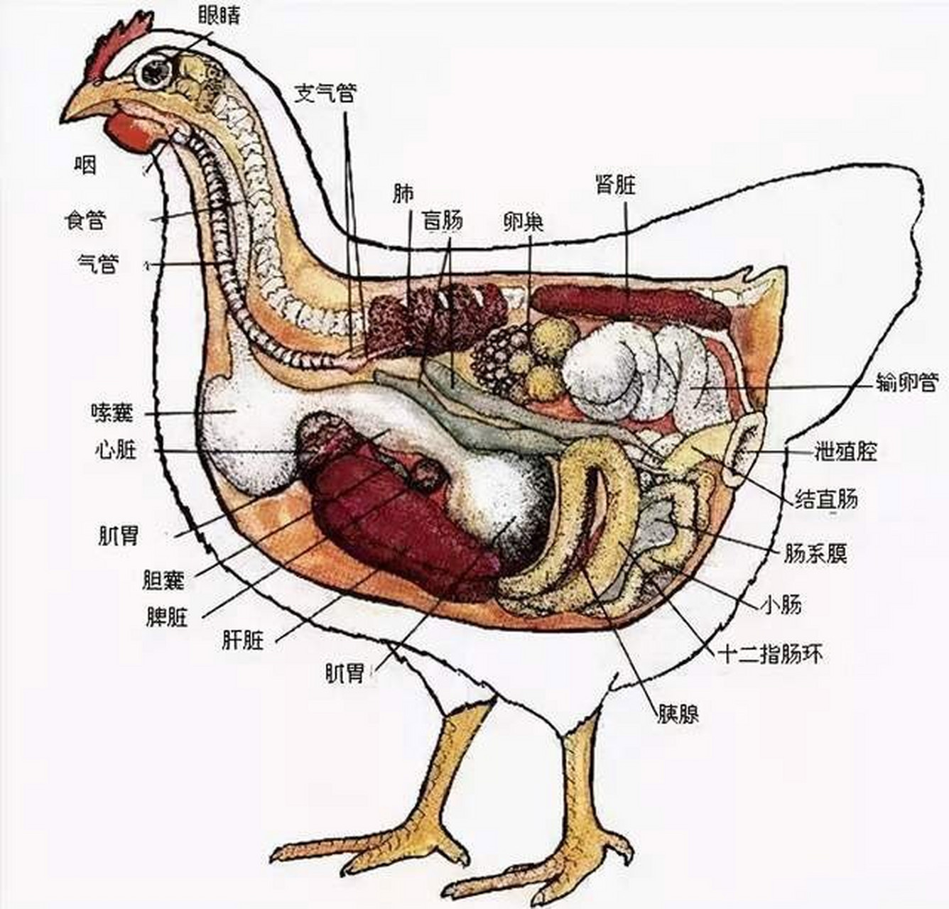 母鸡蛋道图 泄殖腔图片