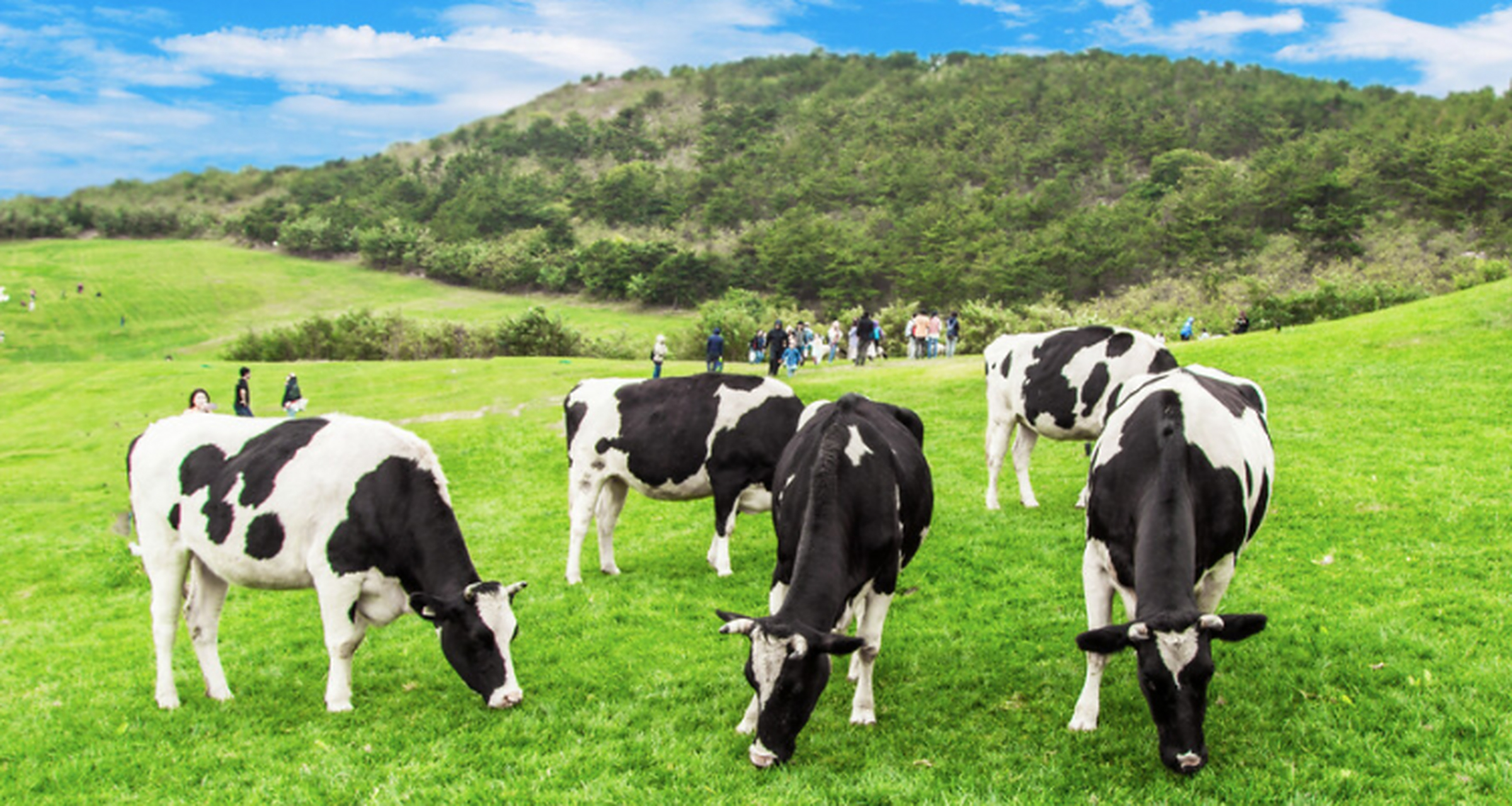 奶牛一天能产奶多少斤?