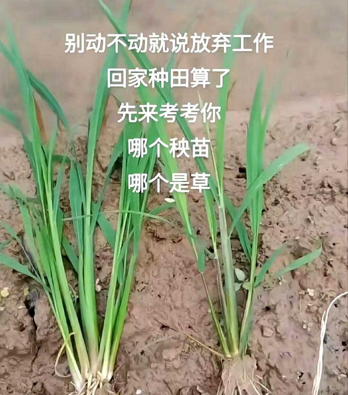 你连秧苗和草都分不清,还想回家种田?