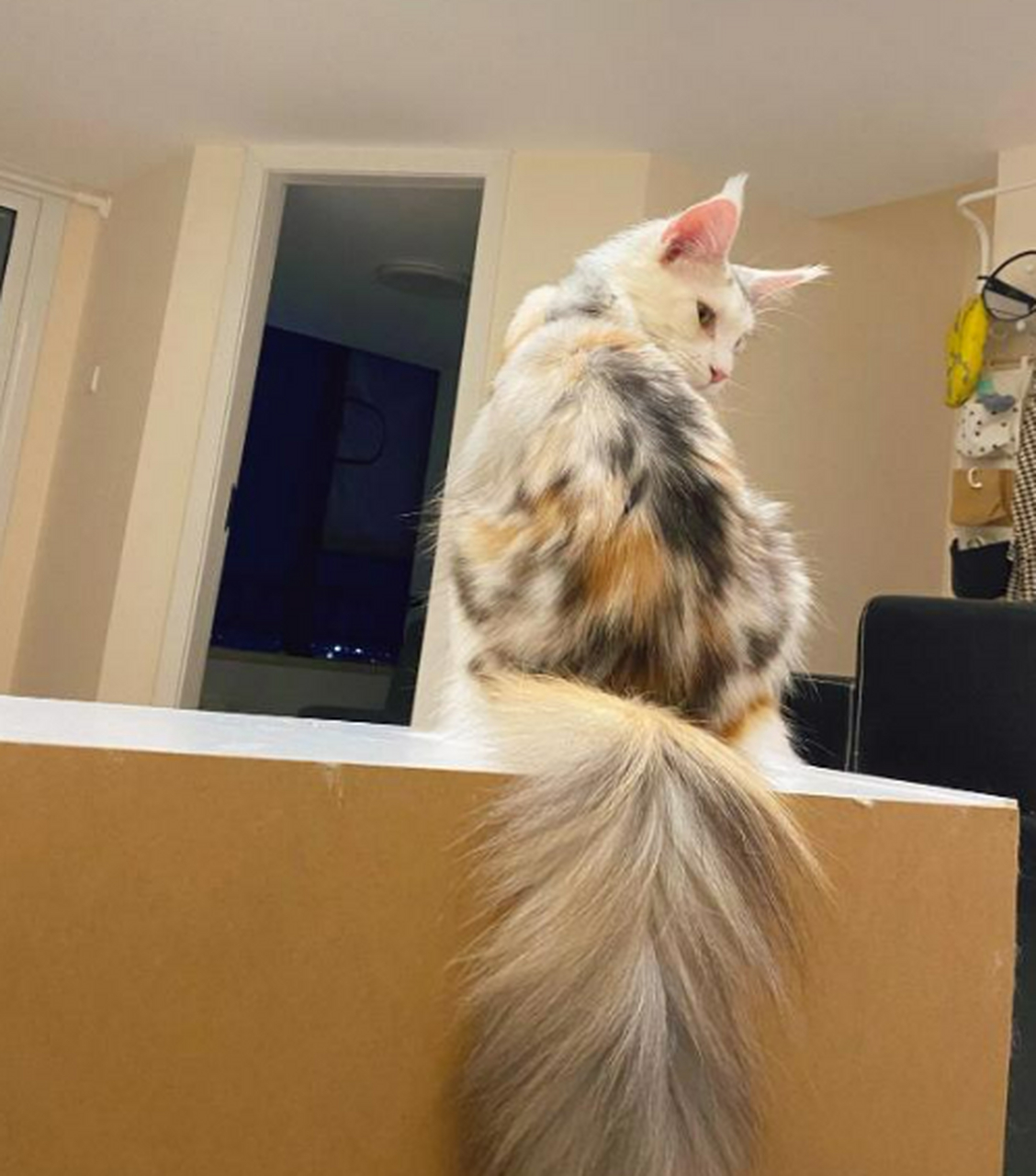 好可爱的猫咪哦,尾巴又长又漂亮