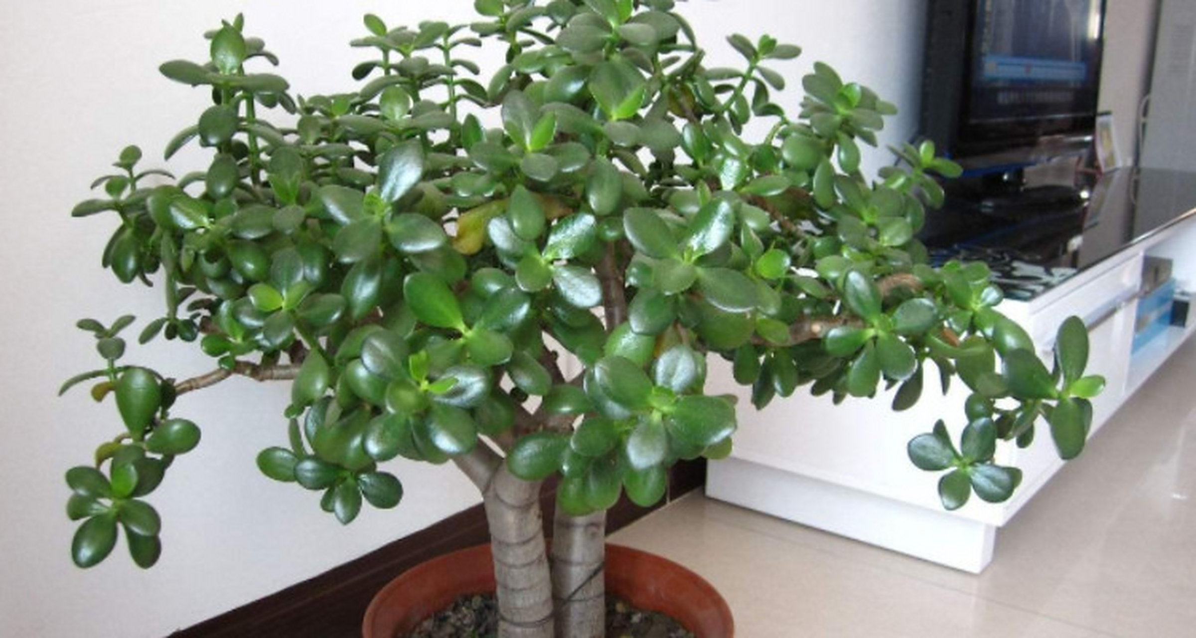 玉树(学名:crassula ovata),又称翡翠树或金钱树,是一种多肉植物