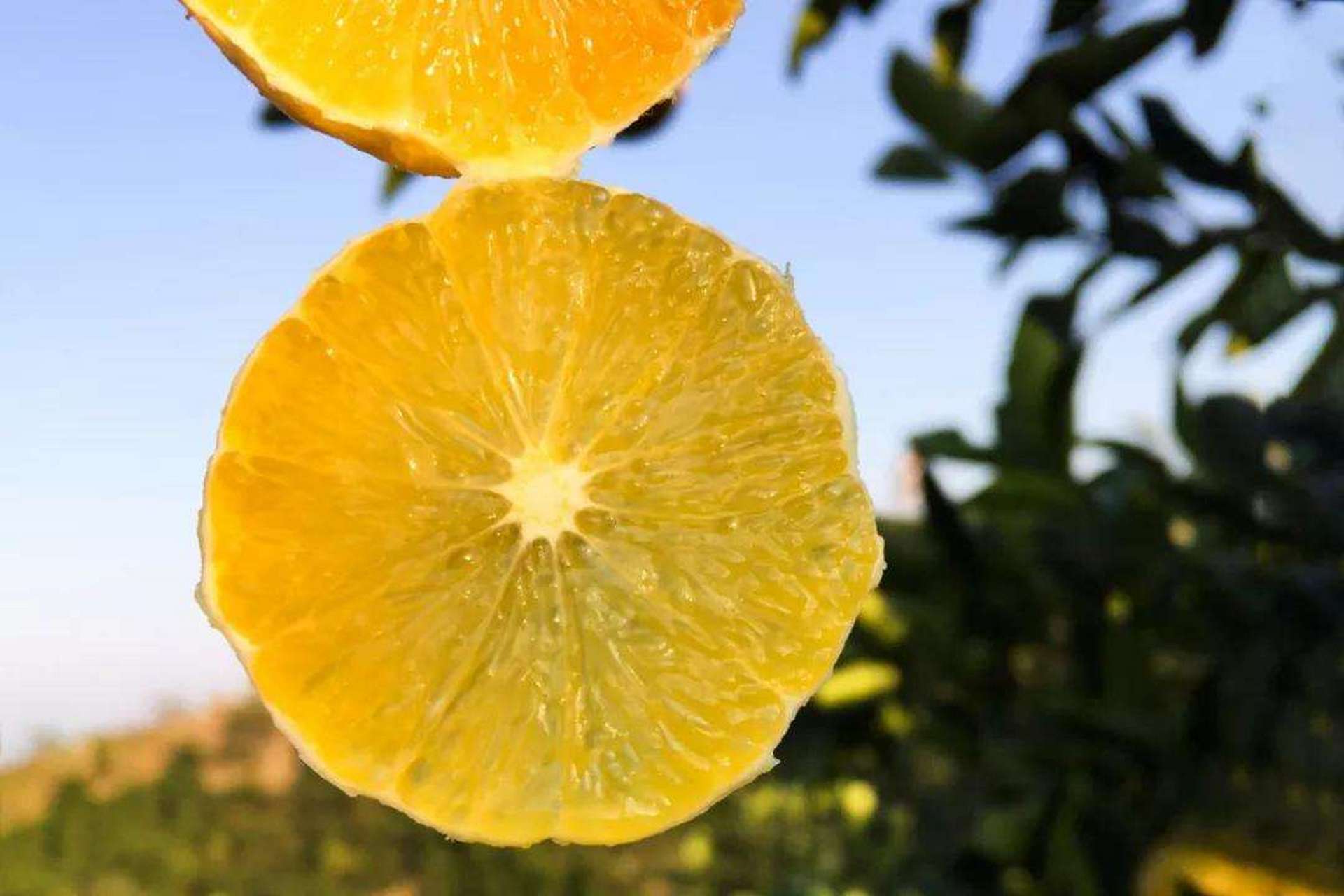 黔阳冰糖橙,湖南省洪江市特产.