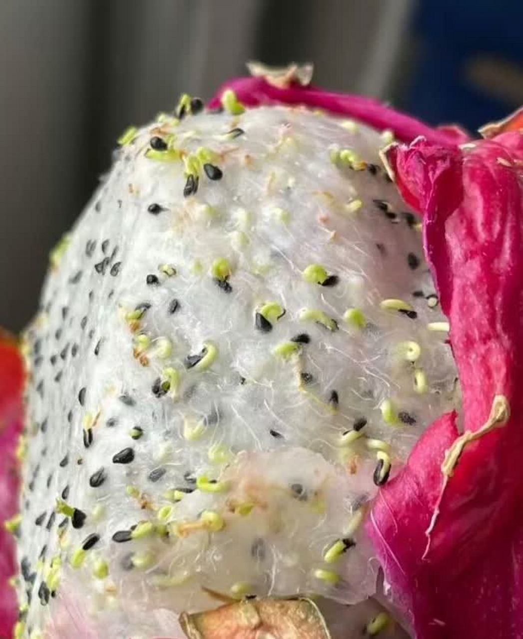 如果把这些火龙果种子种下去,会不会长出很多火龙果呢?[左捂脸]