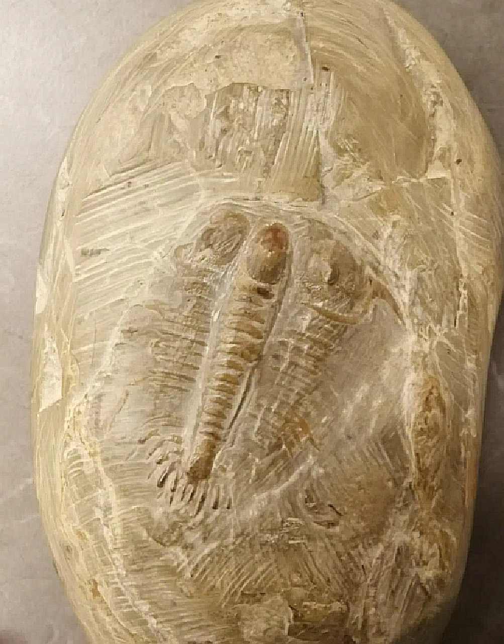 大家帮忙看看这两个哪个是真的三叶虫化石,能卖多少钱?