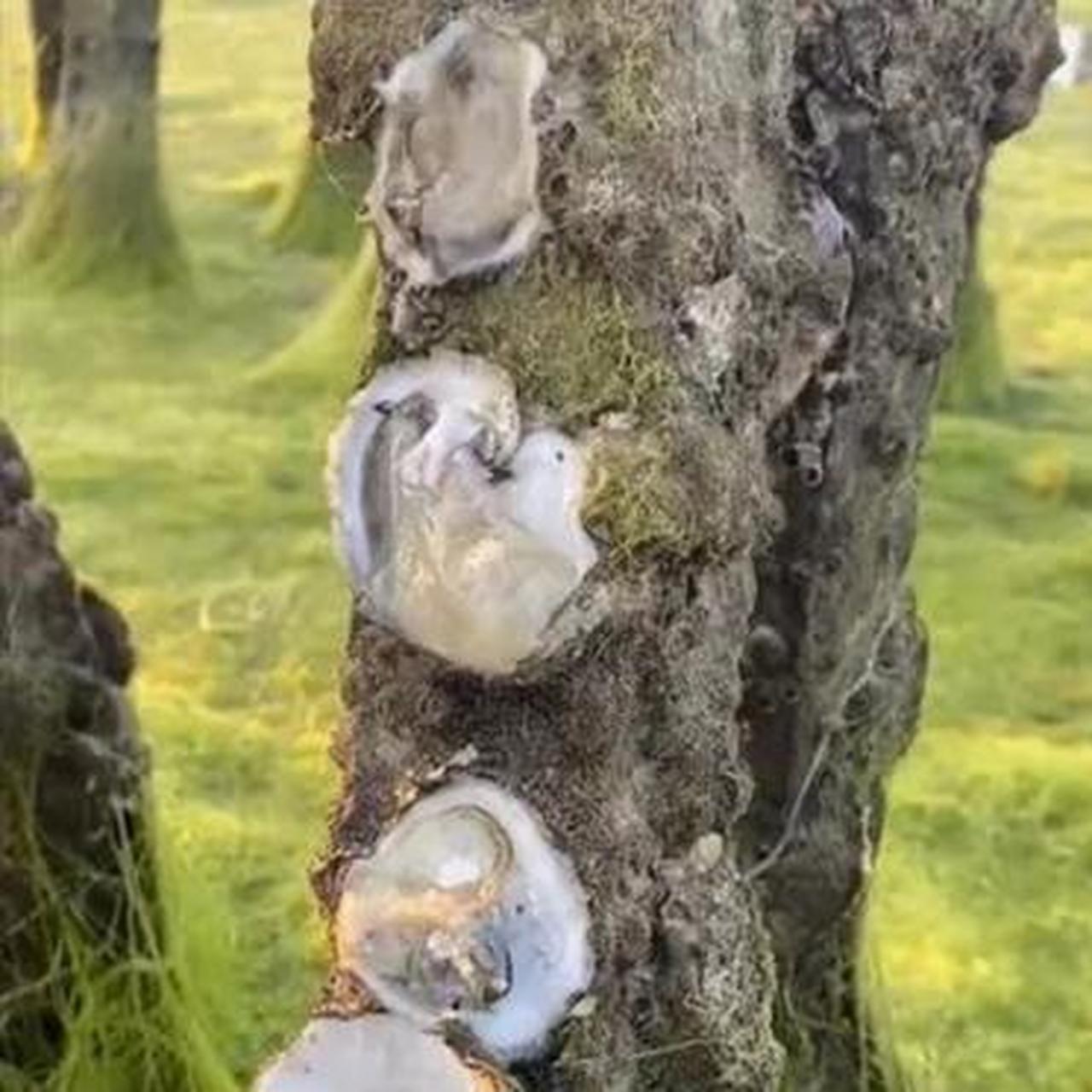 没想到生蚝竟然是长在树上的,真是长见识了