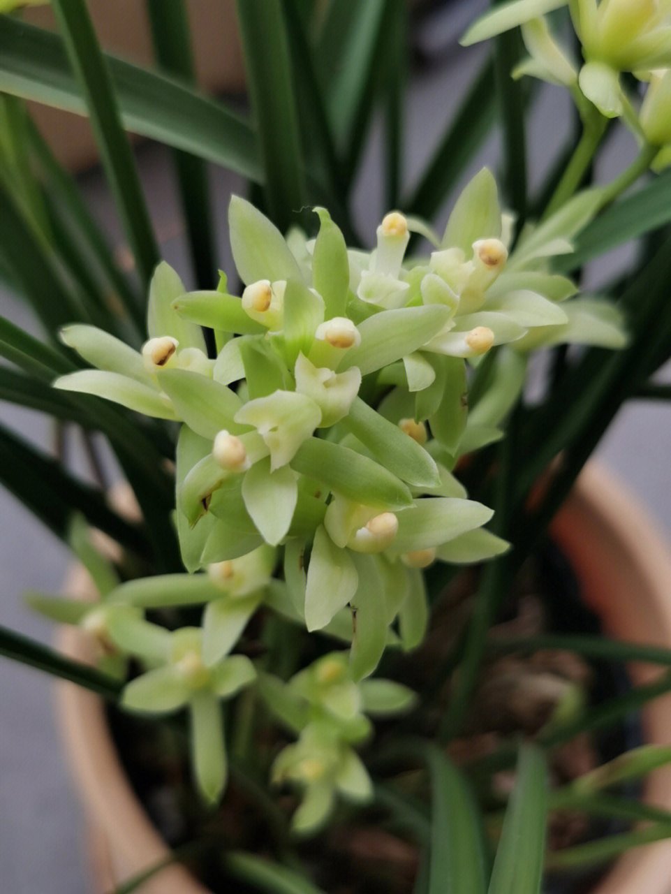 今年养的四盆兰花 【生活记录】 兰花品种名称: 铁骨银针 黄金彩虹