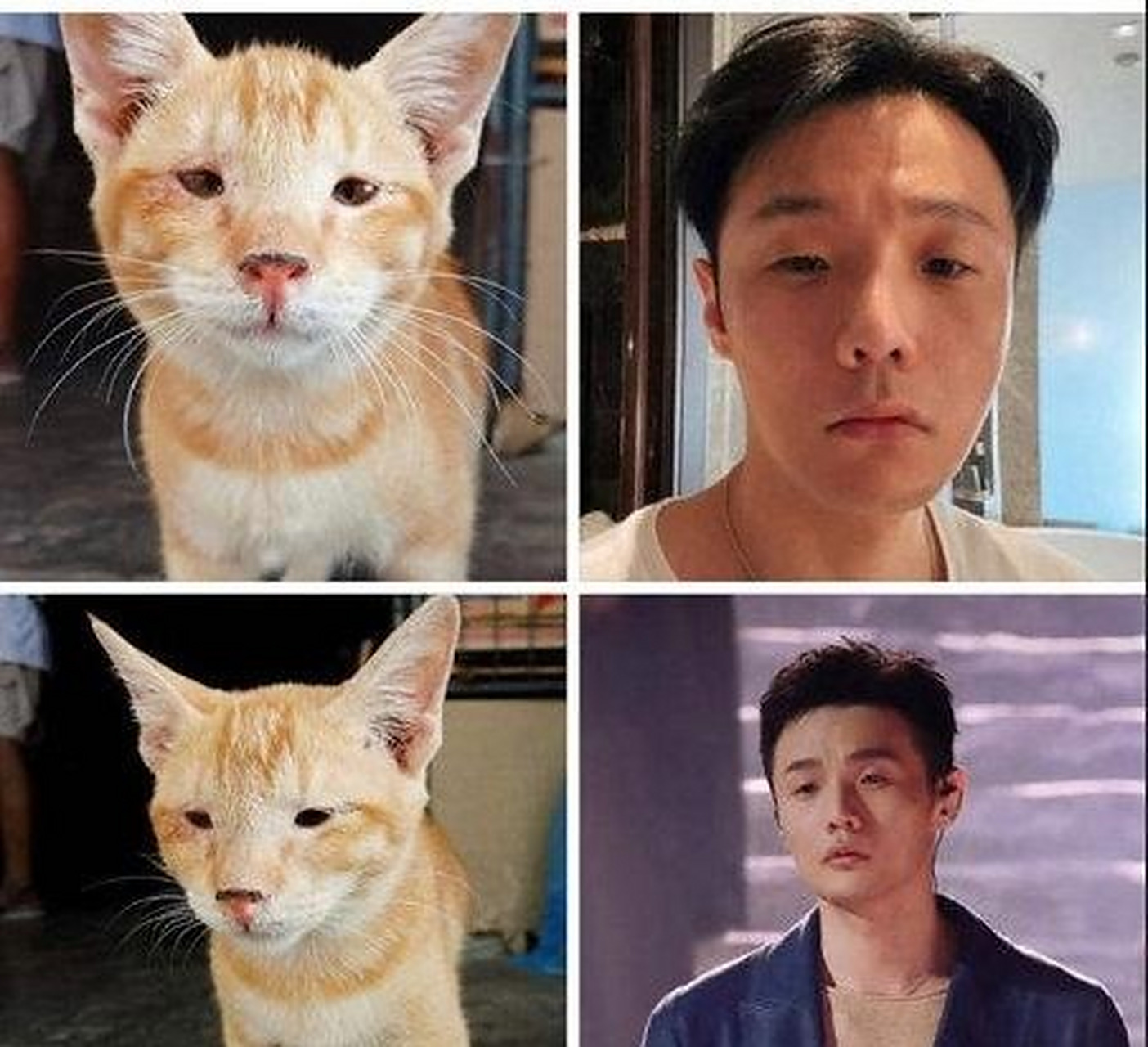 除了有"狗界李荣浩","猫界李荣浩"似乎更偏向于李荣浩本身的面向,这个