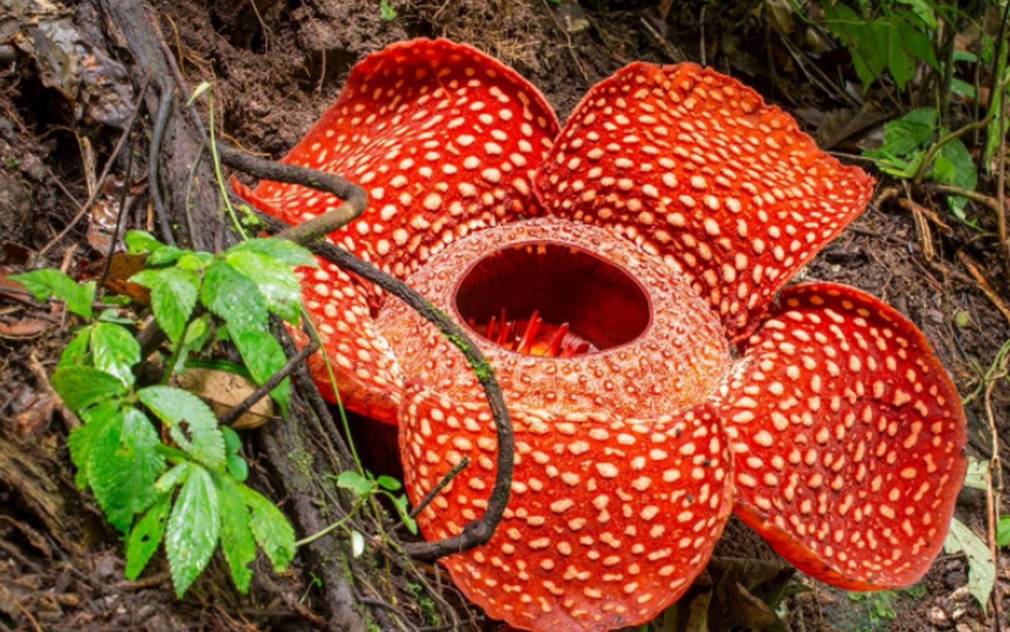 有趣的植物:大王花(rafflesia)  大王花主要分布于东南亚一些地区