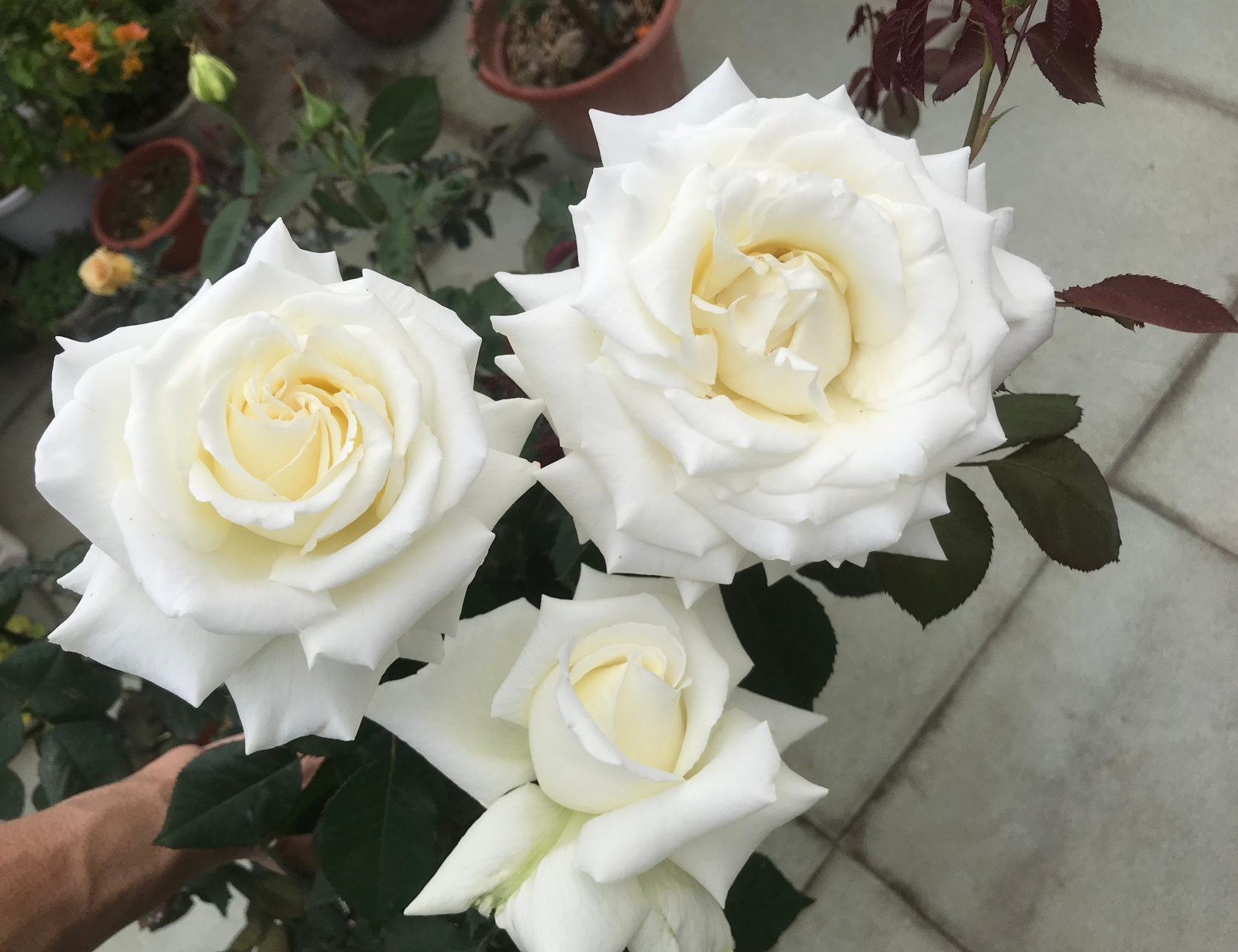 一款近乎"完美"的月季花——保罗二世,灌木,株高1米左右,庭院地栽