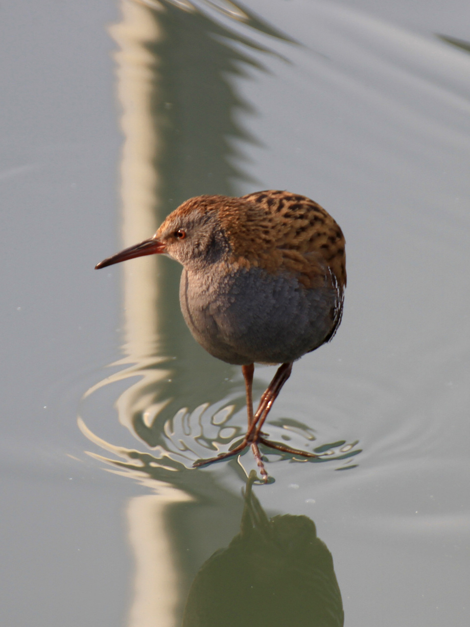 秧鸡,国家三有保护动物.