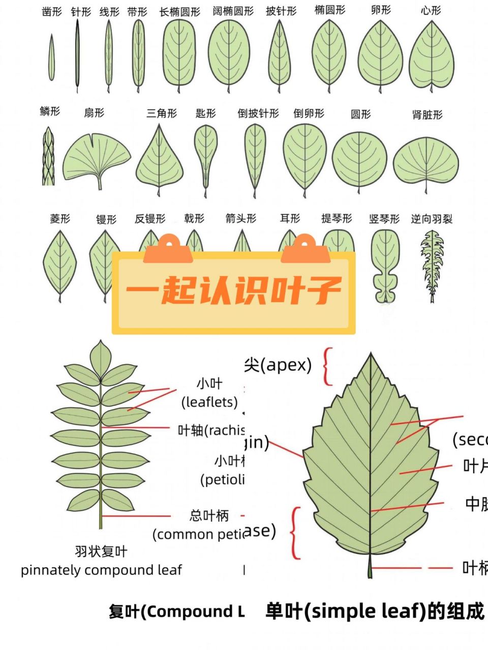 1|神奇的叶子 叶子分类:单叶