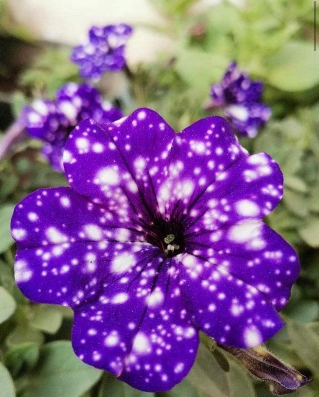 花花见过最好看的矮牵牛[星星]就是星空矮牵牛啦.开花超级好看!