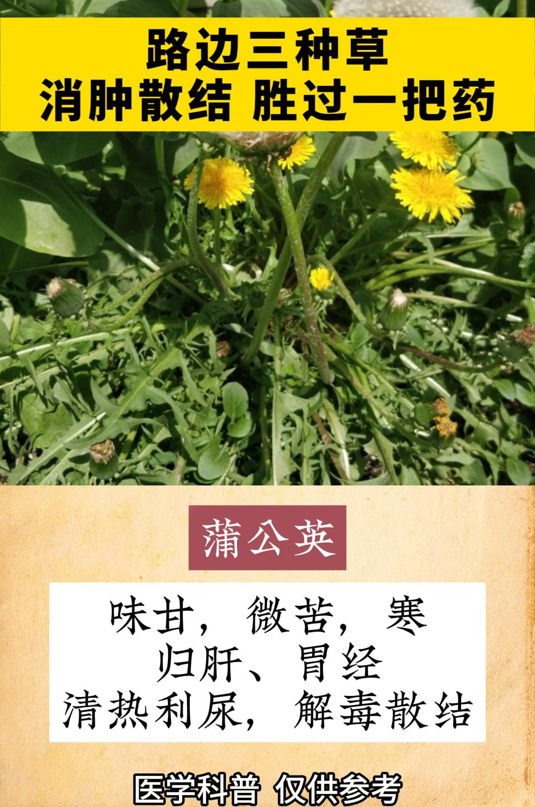 散结草的别名
