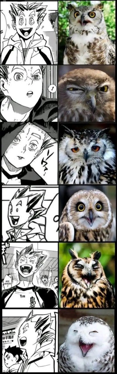 排球少年# 一模一样的表情和动作,这就是动物拟人#校园创作星