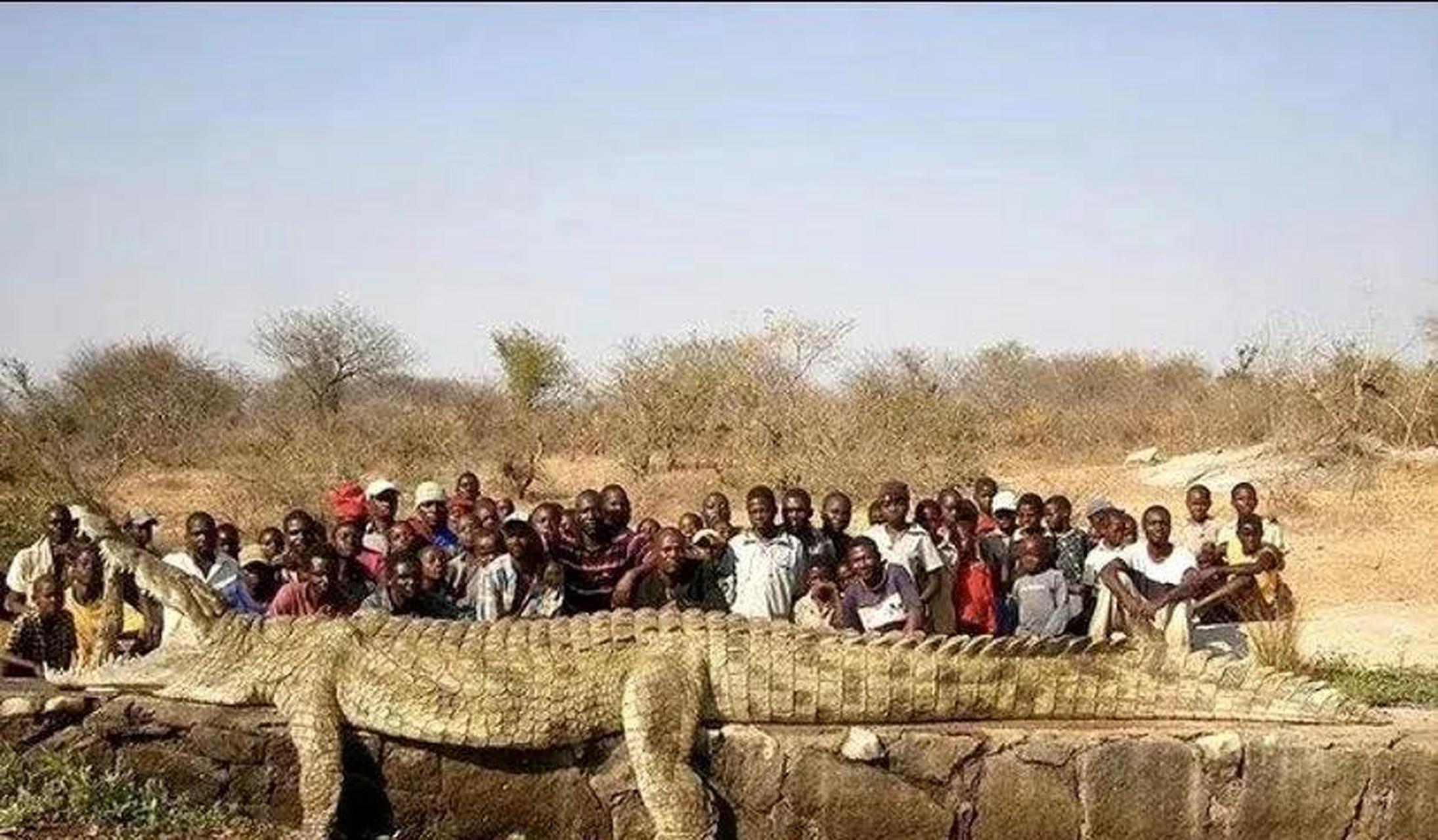 史前巨鳄 这只巨大的鳄鱼是在2011年刚果金发现的,当地的奶牛和其他