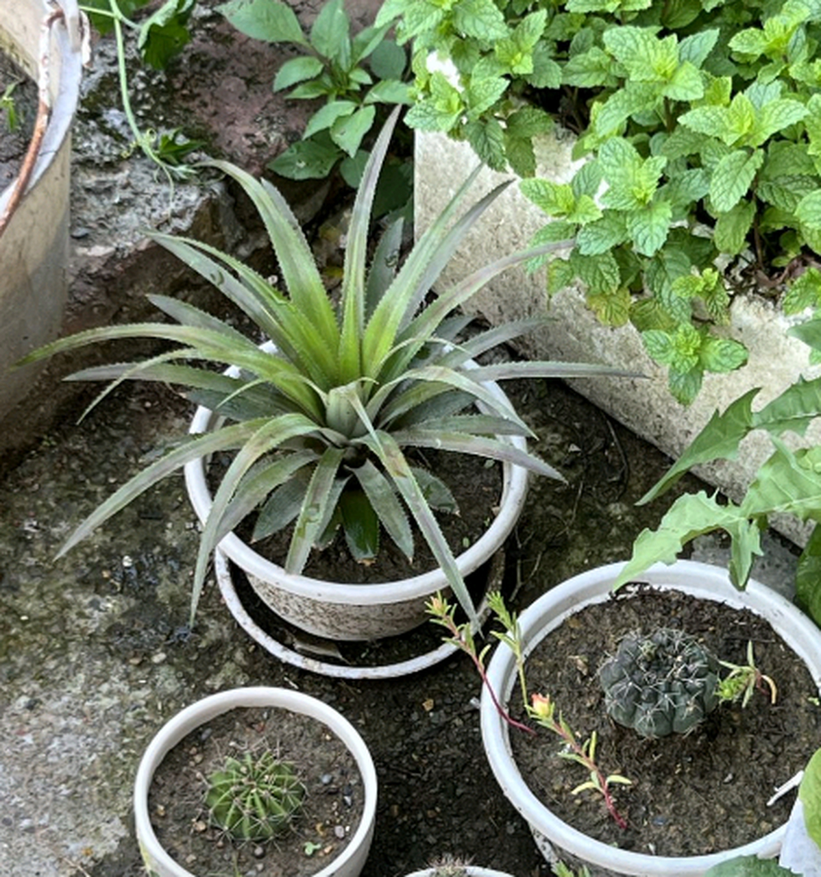 自己种的菠萝已经长出苗了,但能结出菠萝吗