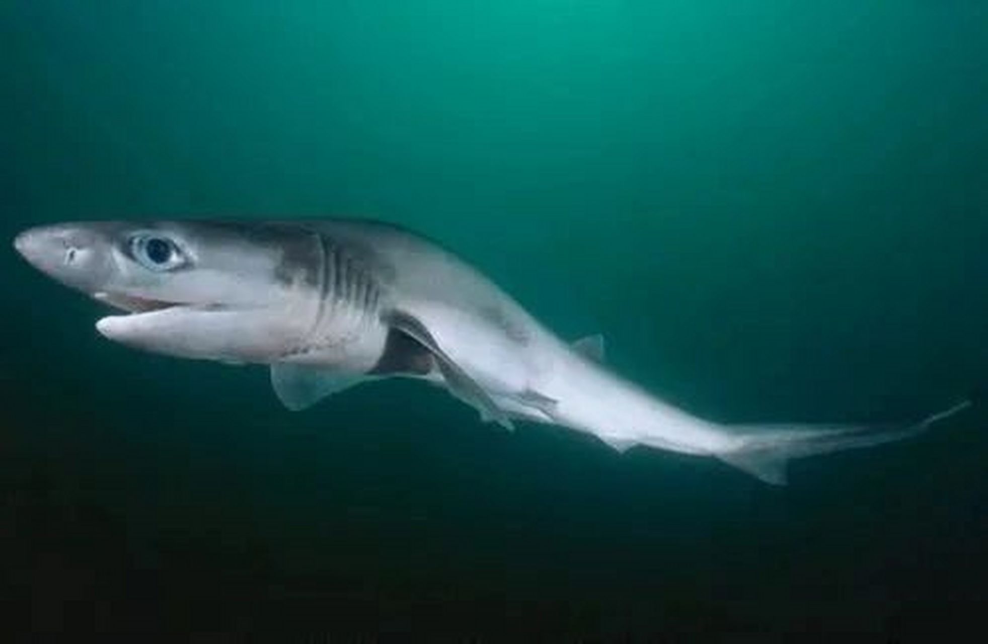 拥有超过300颗牙齿🦷的鱼 皱鳃鲨 最原始的一种鲨鱼 有活化石之称