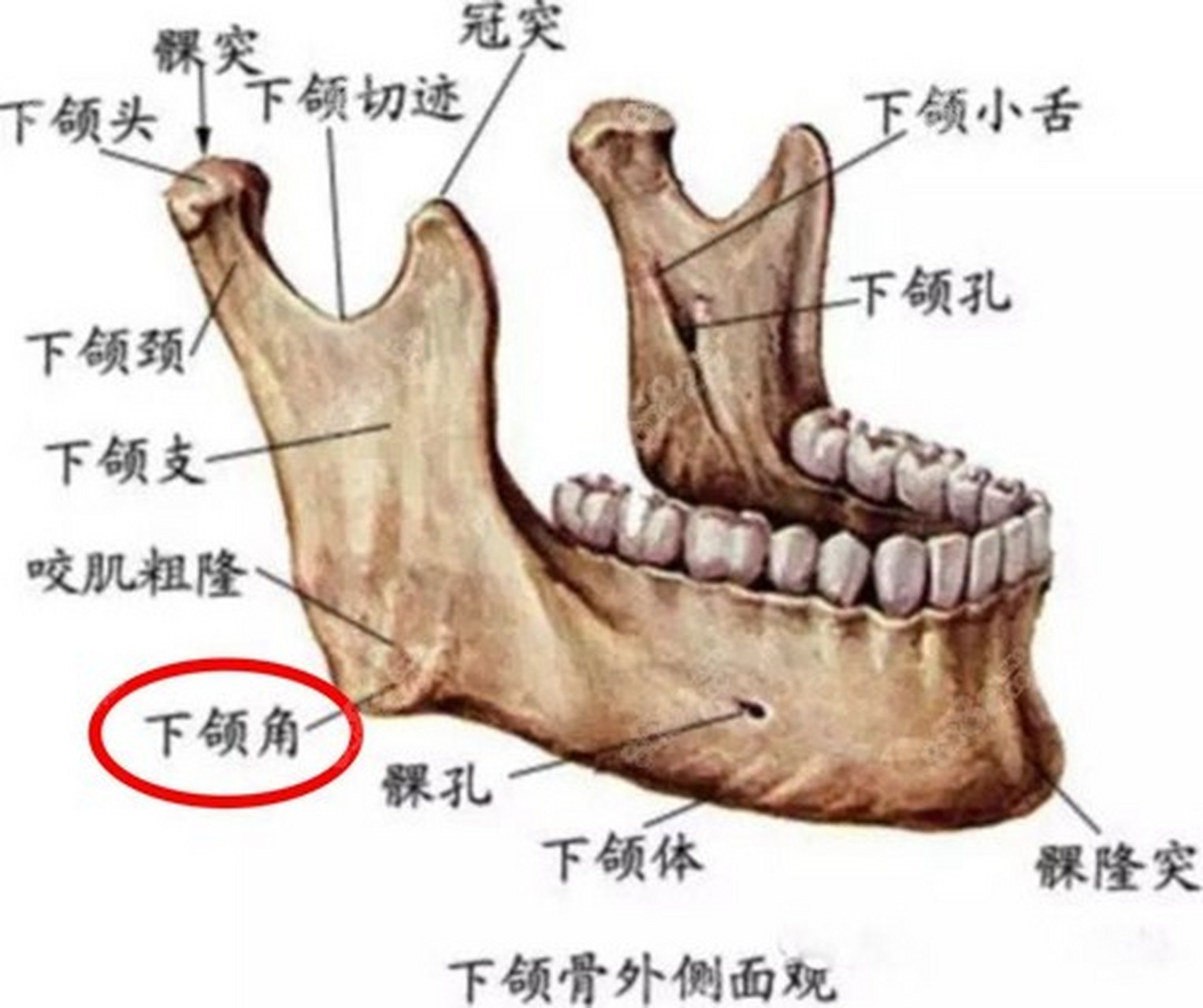 下颌角手术费用图片