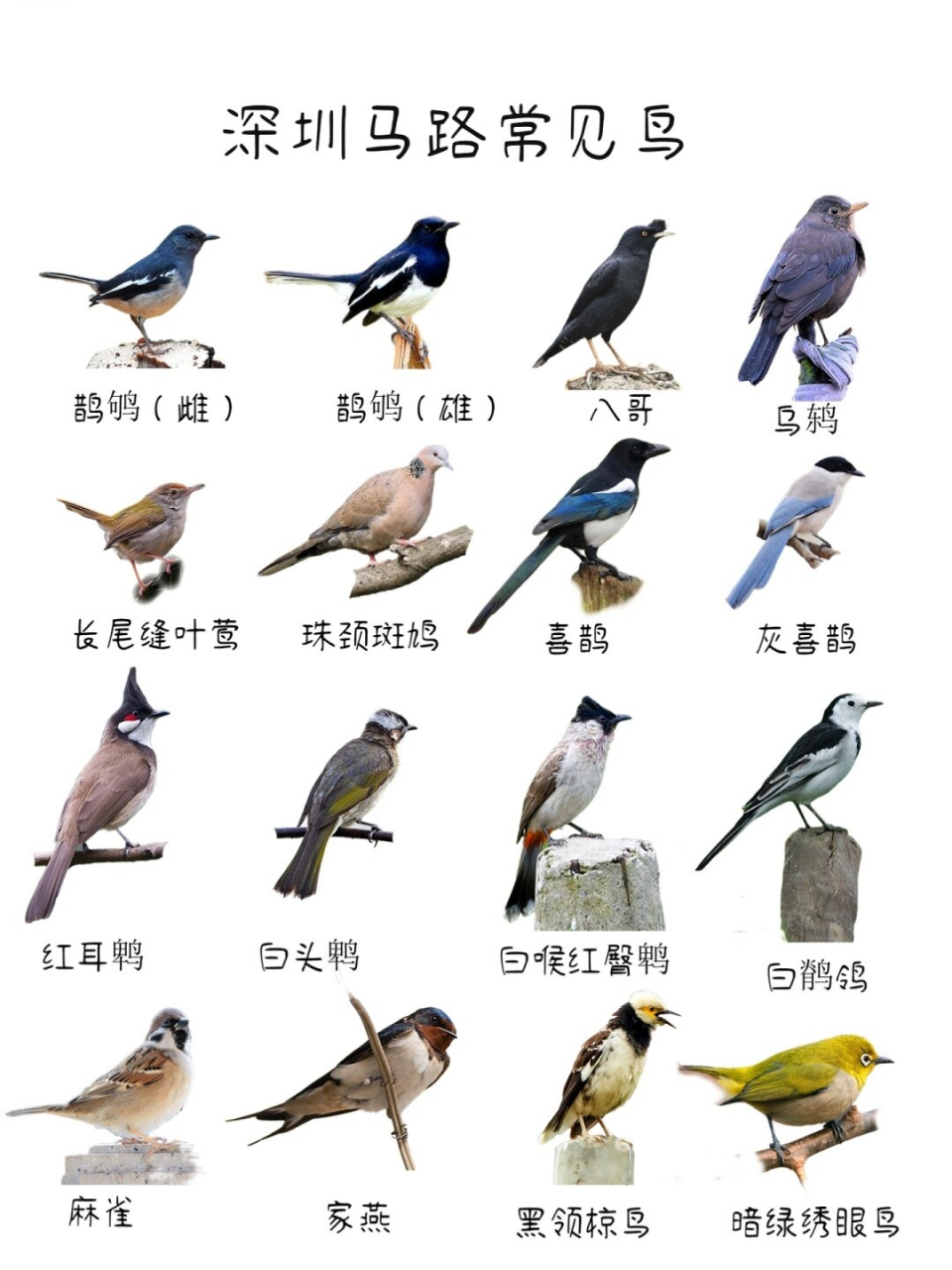 深圳马路常见鸟  鹊鸲:小体型,翅膀上有白斑,黑白分明,喜欢在路上蹦蹦