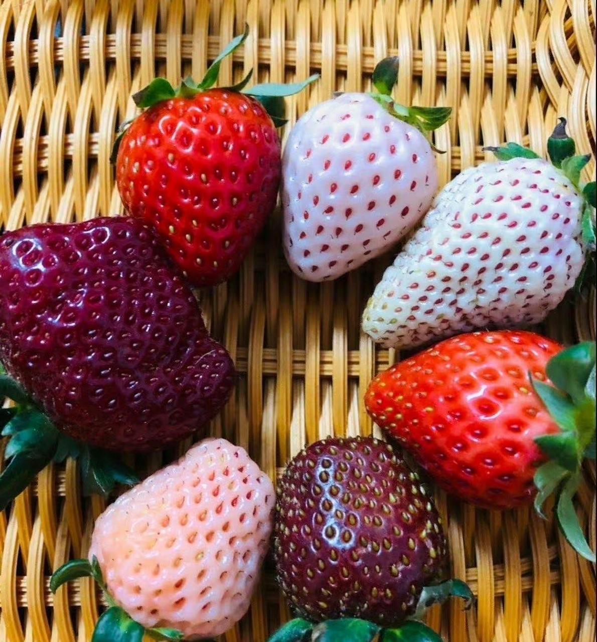 没想到草莓的颜色也是这么丰富,你吃过几种?