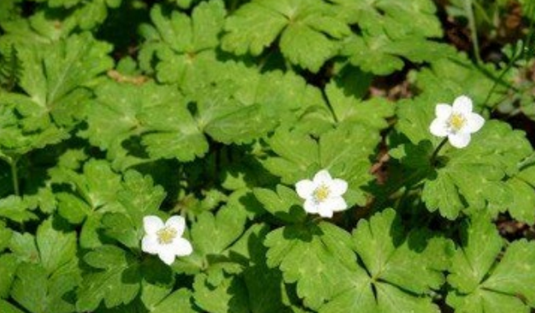 鹅掌草别名:林荫银莲花,是毛茛科,银莲花属多年生草本植物,株高可达40